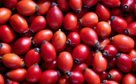 Kuşburnu'nun Kendi küçük mucizesi büyük!