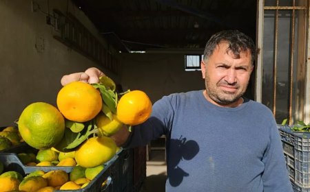 Narenciye çiftçisi tepkili: 'İhracat daraldı, maliyetler arttı, ürünler dalında kaldı' | Video