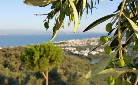 Zeytin üreticilerinin bürokrasi ile sınavı!