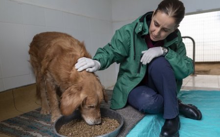 Engelli Patili Dostlar, Mersin Büyükşehir Belediyesi Barınağında Güvenle Yaşıyor