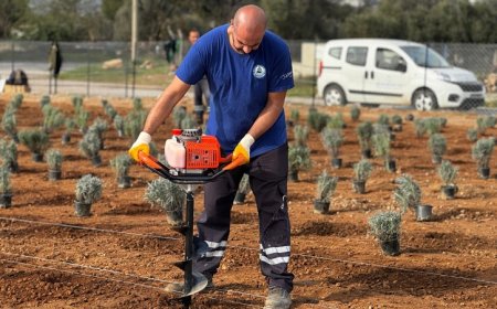 Milas Belediyesi, "Lavanta Kokulu Milas" Projesine Başladı