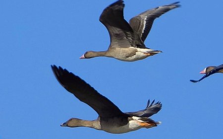 Tundra Kazı 4 yıl Sonra Yeniden Türkiye’de