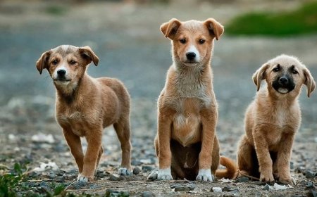 Sokak hayvanları sorunu çözülemiyor!