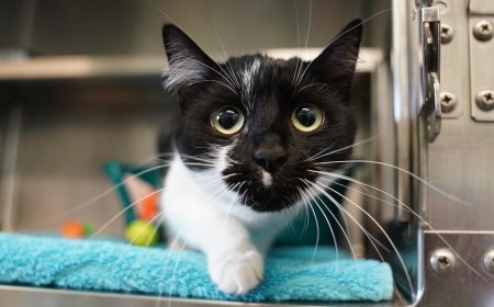 Avrupa sokak hayvanları sorununu nasıl çözüyor?