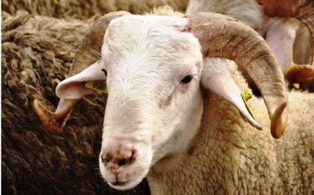 Sacrifice and Alms Giving for Genetic Diseases: A Tradition for Hope