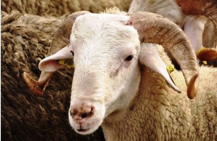 Sacrifice and Alms Giving for Genetic Diseases: A Tradition for Hope