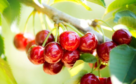 Turkey Aims for $250 Million in Cherry Exports