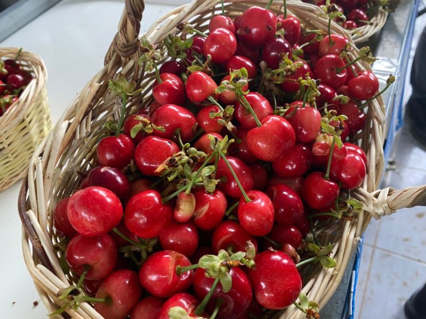 Türkiye'nin kiraz ihracatındaki hedefi yükseliyor
