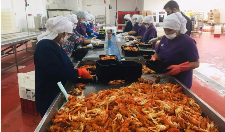 Tatlı Su Istakozunun Yokoluş Hikayesi: Doğal Dengenin Bozulması