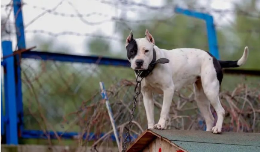 Hayvanları Koruma Kanunu: Sokak hayvanlarının 'uyutulması' için yasa teklifi hazırlanıyor
