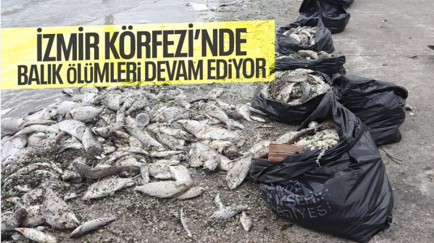 Siyasette Sevgi Krizi: İzmir Körfezi'nden Seçim Meydanlarına