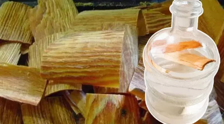 Damacanaya Çıra Ekleyin: Şeker ve Öksürük İçin Doğal Çözüm