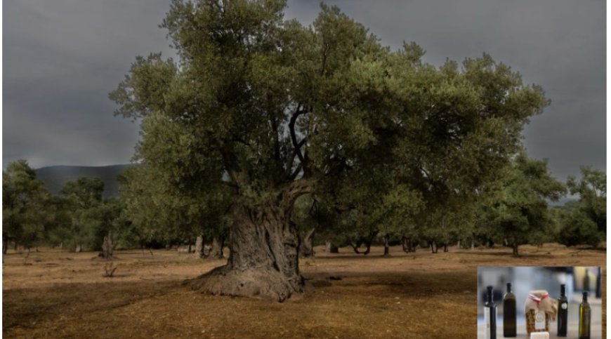 Milas’ın Asırlık Zeytin Ağaçlarından Elde Edilen Yağ ve Zeytinler AB Korumasında