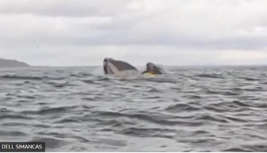 Kano Yaparken Balina Tarafından Yutulan Genç: Mücadele Edemedim, Çünkü Çoktan Ağzındaydım