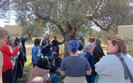 Türkiye’nin Yeşil Altını: Zeytin Üretiminde Yeni Bir Dönem Başlamalı