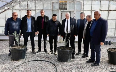Başkan Mehmet Ertaş, Tescillenen Yeni Zeytin Türü Körfez10’u İnceledi