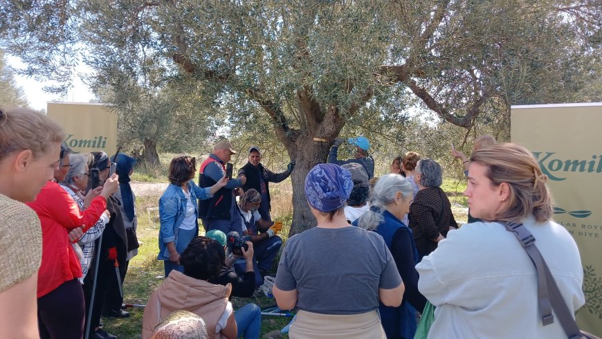 Türkiye’nin Yeşil Altını: Zeytin Üretiminde Yeni Bir Dönem Başlamalı