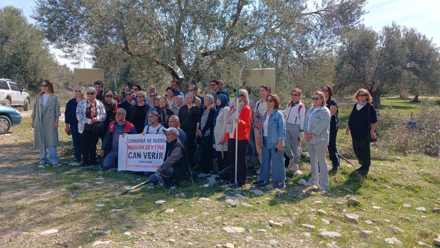 Kadınlar Zeytin Budama Kursuna Yoğun İlgi Gösterdi