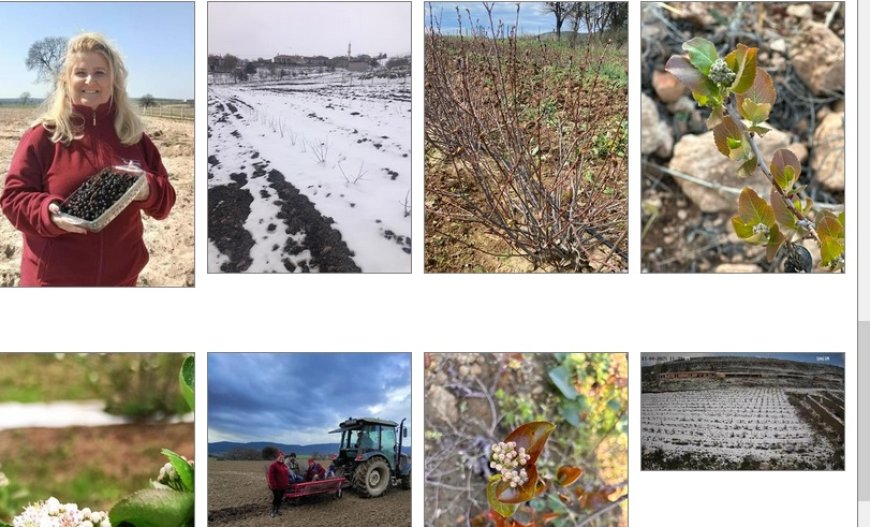 Don Felaketine Karşı Dimdik Ayakta: Aronya Çiftçiye Umut Oldu