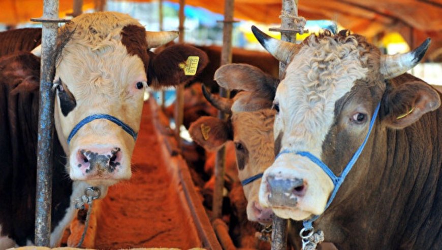 Kurbanlık Hisse Fiyatı 25-35 Bin TL Arasında