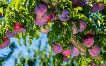 Rüyada AĞAÇLAR Görmek – Ağaç Türlerine Göre Rüya Tabirleri