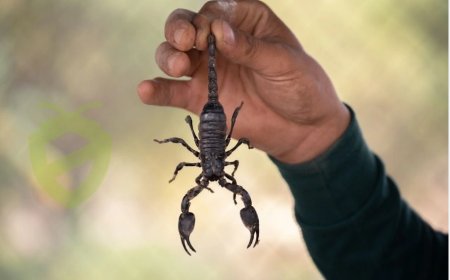 Rüyada Akrep Görmek Ne Anlama Gelir? İşte İslami Rüya Tabirlerine Göre Anlamı