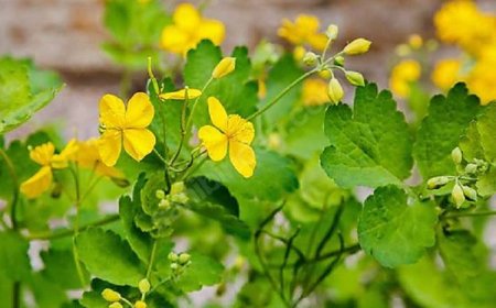 Gözlük Kıran Ot: Kırlangıç Otunun Şaşırtıcı Şifa Yolculuğu