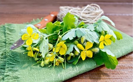 Kırlangıç Otu Göze İyi Gelir mi? Bilimsel Gerçekler ve Sosyal Medya İddiaları