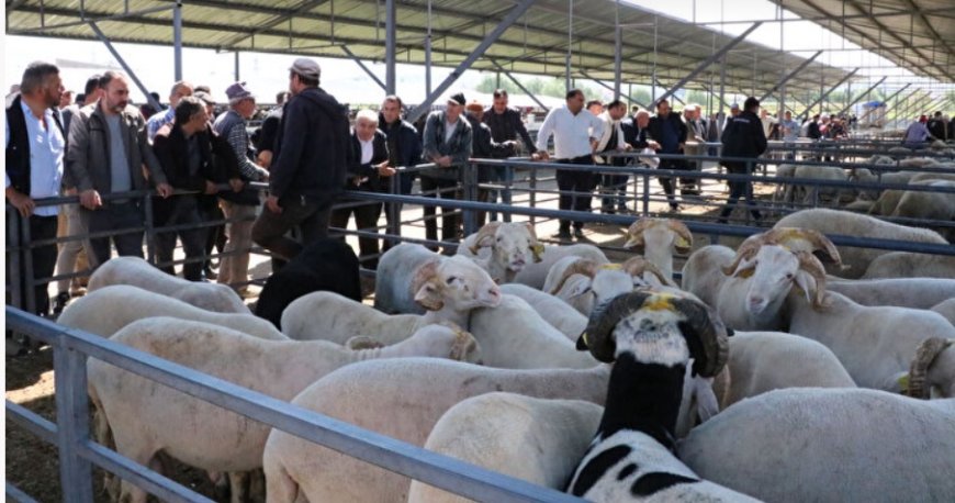 İl il büyükbaş ve küçükbaş fiyatlar, vekalet bedelleri ve dikkat edilmesi gerekenler