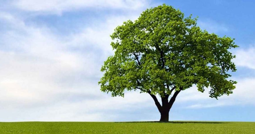 Rüyada AĞAÇ Görmek