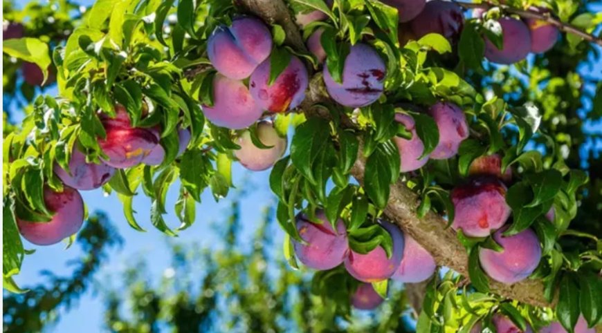 Rüyada AĞAÇLAR Görmek – Ağaç Türlerine Göre Rüya Tabirleri