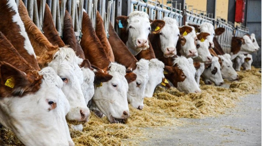 Rüyada Ahır Görmek Ne Anlama Gelir? Bolluk, Bereket, Miras ve Manevi Temizlik İşareti
