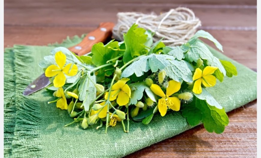 Kırlangıç Otu Göze İyi Gelir mi? Bilimsel Gerçekler ve Sosyal Medya İddiaları