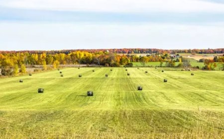 Rüyada Arazi, Yer veya Zemin Görmek Ne Anlama Gelir?