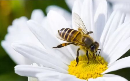 Rüyada Arı Görmek Ne Anlama Gelir?