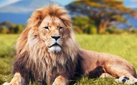 Koyunlar Arasında Kurt Olmak: Machiavelli'nin Güç Rehberi