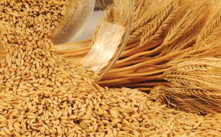 Rüyada Arpa Görmek Ne Anlama Gelir? İşte Kaynaklara Göre Ayrıntılı Yorumlar