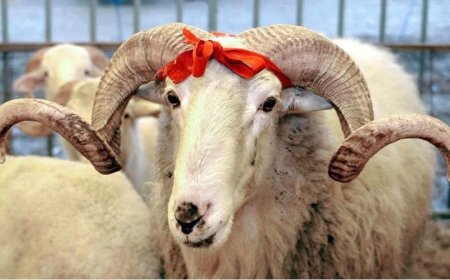 İzmir’de Kurban Eti Bağışı Tartışması Büyüyor