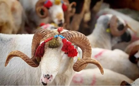 Haşir ve Kurban: Allahu Ekber’in Gölgesinde Ezelî Aşk ve Ebedî Vuslat