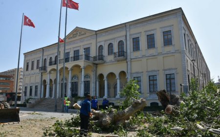 İzmir’in Kalbindeki 120 Yıllık Çınar Ağacı Devrildi: Facianın Eşiğinden Dönüldü