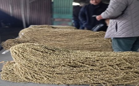 Yeni Sezon Bamyası Pazara İndi, Fiyatlar Geriledi