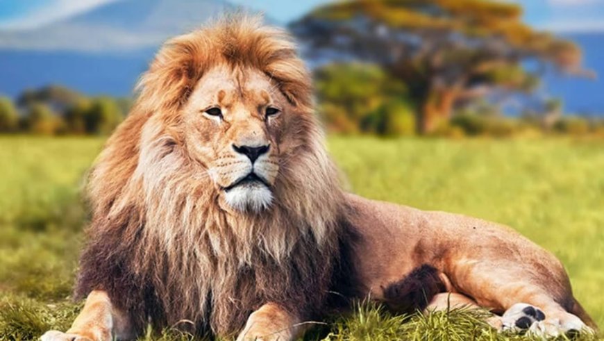 Koyunlar Arasında Kurt Olmak: Machiavelli'nin Güç Rehberi