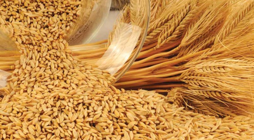 Rüyada Arpa Görmek Ne Anlama Gelir? İşte Kaynaklara Göre Ayrıntılı Yorumlar