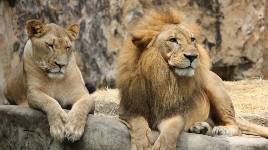 Rüyada Aslan Görmek Ne Anlama Gelir? En Kapsamlı Tabirler