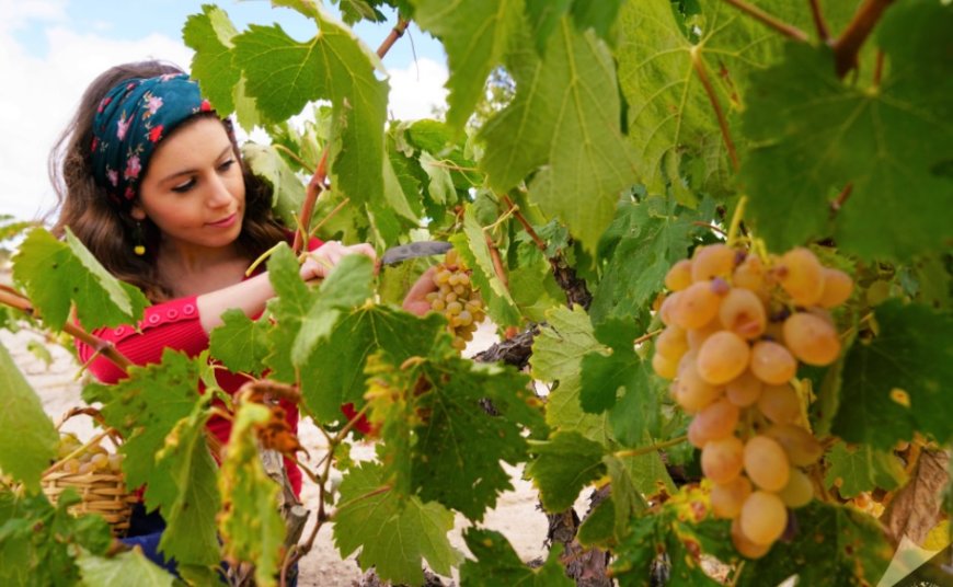 Rüyada Asma, Üzüm ve Üzüm Bağı Görmek Ne Anlama Gelir?