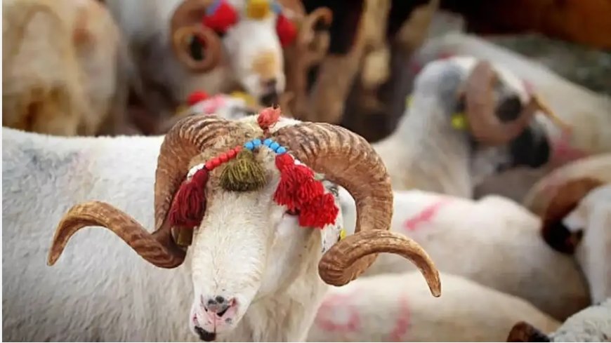 Haşir ve Kurban: Allahu Ekber’in Gölgesinde Ezelî Aşk ve Ebedî Vuslat