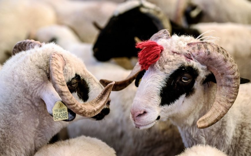 Kurbanla İlgili Hadislerde Peygamber Efendimiz'den Uygulamalı Mesajlar