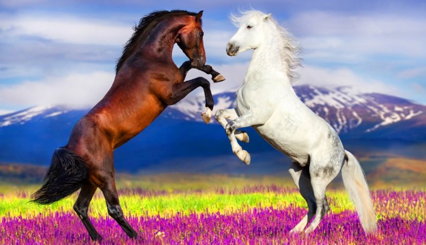 What Does It Mean to See a Horse in a Dream? Interpretations from Ancient Wisdom to Modern Insight