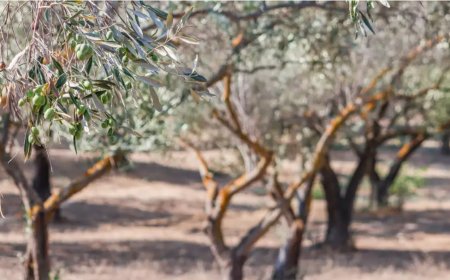 Zeytinliklerde Madenciliğe İzin Veren Teklif Meclis Gündeminde: Doğa İçin Geri Dönülmez Bir Tehdit