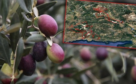Zeytinlik Alarmı: Muğla’da 26 Köy Boşaltılabilir, 468 Bin Dönüm Alan Riskte